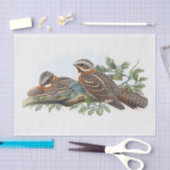 Caprimulgus Ruficollis, Decoupage Seidenpapier (Handwerk)