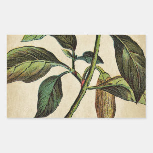Capsicum Annuum Bell Pepper Rechteckiger Aufkleber