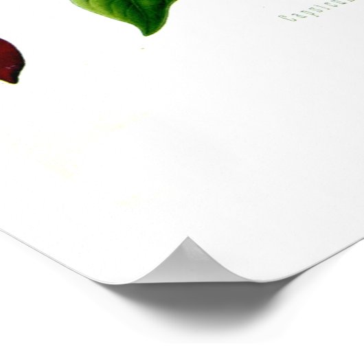 Capsicum annuum poster (Ecke)