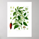 Capsicum annuum poster (Vorne)