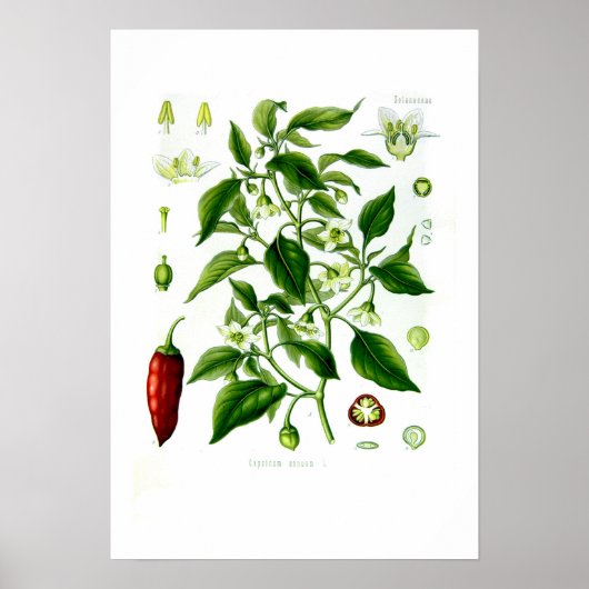 Capsicum annuum poster (Vorne)