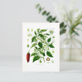 Capsicum annuum postkarte (Stehend Vorderseite)