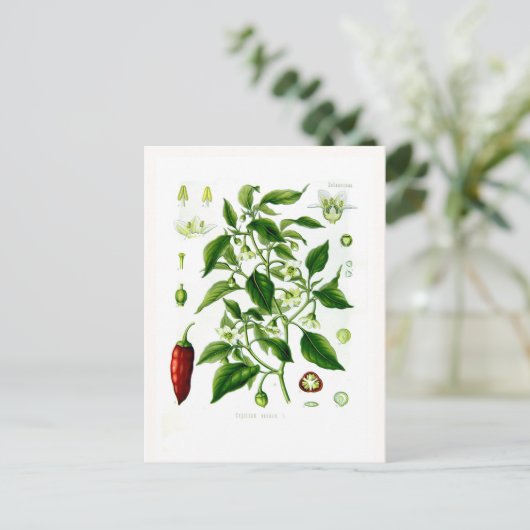 Capsicum annuum postkarte (Stehend Vorderseite)