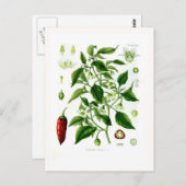 Capsicum annuum postkarte (Vorne/Hinten)