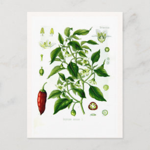 Capsicum annuum postkarte