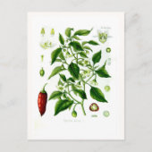 Capsicum annuum postkarte (Vorderseite)