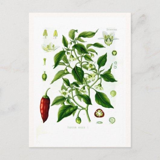 Capsicum annuum postkarte (Vorderseite)