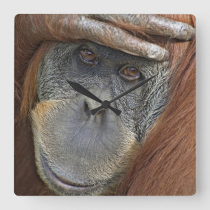 Captive female Sumatran Orangutan Quadratische Wanduhr