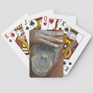 Captive female Sumatran Orangutan Spielkarten