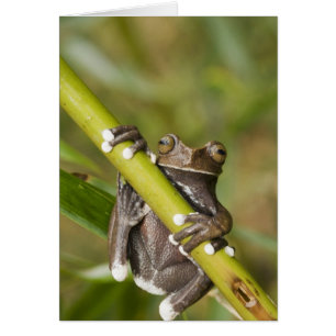 Captive Tapichalaca Tree Frog Hyloscirtus