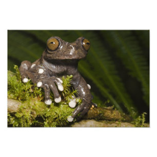 Captive Tapichalaca Tree Frog Hyloscirtus 2 Fotodruck