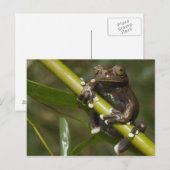 Captive Tapichalaca Tree Frog Hyloscirtus 2 Postkarte (Vorne/Hinten)