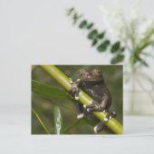 Captive Tapichalaca Tree Frog Hyloscirtus 2 Postkarte (Stehend Vorderseite)