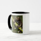 Captive Tapichalaca Tree Frog Hyloscirtus 2 Tasse (Vorderseite Links)