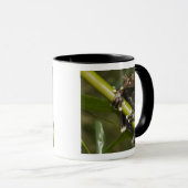 Captive Tapichalaca Tree Frog Hyloscirtus 2 Tasse (VorderseiteRechts)