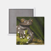 Captive Tapichalaca Tree Frog Hyloscirtus 3 Magnet (Vorderseite/Rückseite)