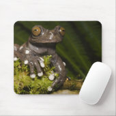 Captive Tapichalaca Tree Frog Hyloscirtus 3 Mousepad (Mit Mouse)