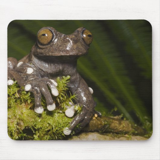 Captive Tapichalaca Tree Frog Hyloscirtus 3 Mousepad (Vorne)