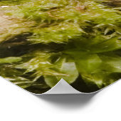 Captive Tapichalaca Tree Frog Hyloscirtus 3 Poster (Ecke)