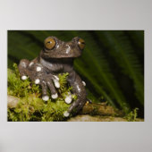 Captive Tapichalaca Tree Frog Hyloscirtus 3 Poster (Vorne)