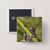 Captive Tapichalaca Tree Frog Hyloscirtus Button (Vorne & Hinten)