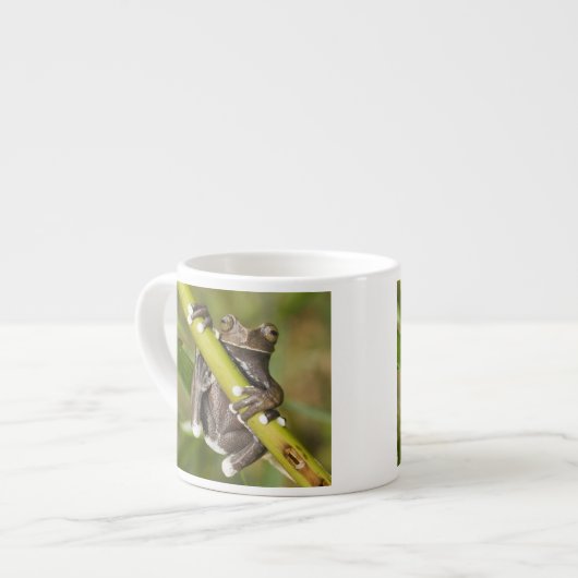 Captive Tapichalaca Tree Frog Hyloscirtus Espressotasse (Vorderseite Links)