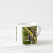Captive Tapichalaca Tree Frog Hyloscirtus Espressotasse (Vorderseite Rechts)