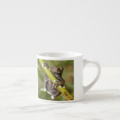 Captive Tapichalaca Tree Frog Hyloscirtus Espressotasse (Rechts)