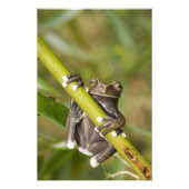 Captive Tapichalaca Tree Frog Hyloscirtus Fotodruck (Vorne)