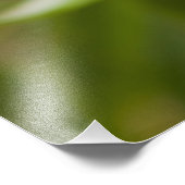 Captive Tapichalaca Tree Frog Hyloscirtus Fotodruck (Ecke)