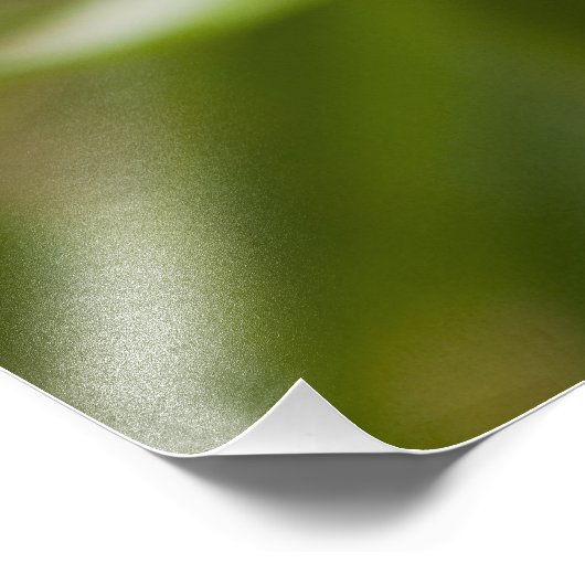 Captive Tapichalaca Tree Frog Hyloscirtus Fotodruck (Ecke)