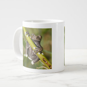 Captive Tapichalaca Tree Frog Hyloscirtus Jumbo-Tasse