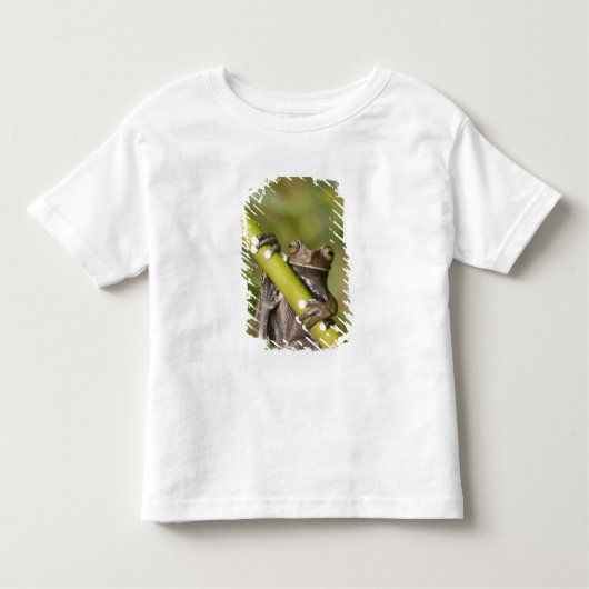 Captive Tapichalaca Tree Frog Hyloscirtus Kleinkind T-shirt (Vorderseite)