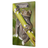 Captive Tapichalaca Tree Frog Hyloscirtus Klemmbrett (Links)