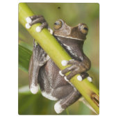 Captive Tapichalaca Tree Frog Hyloscirtus Klemmbrett (Rückseite)