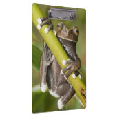 Captive Tapichalaca Tree Frog Hyloscirtus Klemmbrett (Rechts)