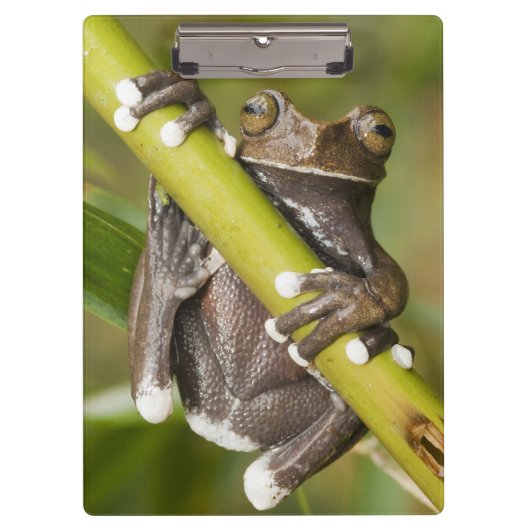 Captive Tapichalaca Tree Frog Hyloscirtus Klemmbrett (Vorderseite)