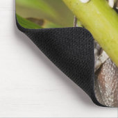 Captive Tapichalaca Tree Frog Hyloscirtus Mousepad (Ecke)
