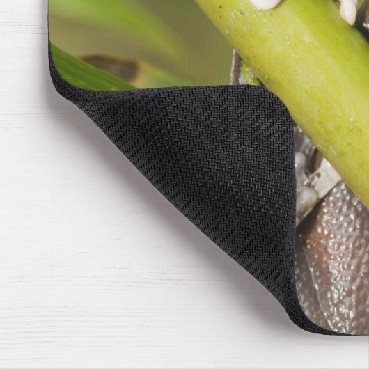 Captive Tapichalaca Tree Frog Hyloscirtus Mousepad (Ecke)