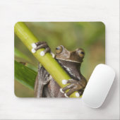 Captive Tapichalaca Tree Frog Hyloscirtus Mousepad (Mit Mouse)