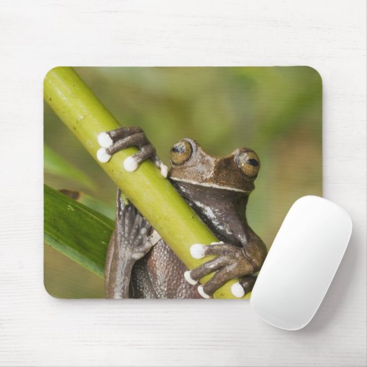 Captive Tapichalaca Tree Frog Hyloscirtus Mousepad (Mit Mouse)