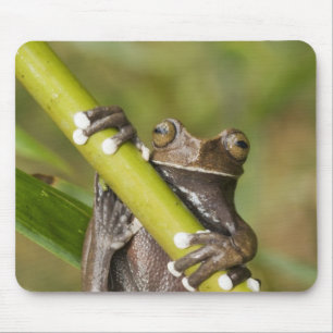 Captive Tapichalaca Tree Frog Hyloscirtus Mousepad