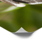 Captive Tapichalaca Tree Frog Hyloscirtus Poster (Ecke)