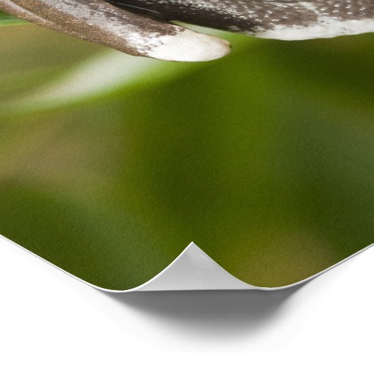 Captive Tapichalaca Tree Frog Hyloscirtus Poster (Ecke)