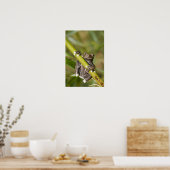 Captive Tapichalaca Tree Frog Hyloscirtus Poster (Küche)