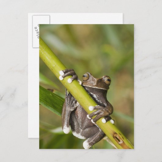 Captive Tapichalaca Tree Frog Hyloscirtus Postkarte (Vorne/Hinten)