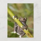 Captive Tapichalaca Tree Frog Hyloscirtus Postkarte (Vorderseite)