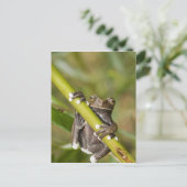 Captive Tapichalaca Tree Frog Hyloscirtus Postkarte (Stehend Vorderseite)