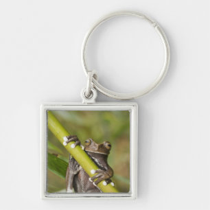 Captive Tapichalaca Tree Frog Hyloscirtus Schlüsselanhänger