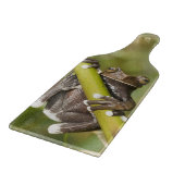 Captive Tapichalaca Tree Frog Hyloscirtus Schneidebrett (Ecke)